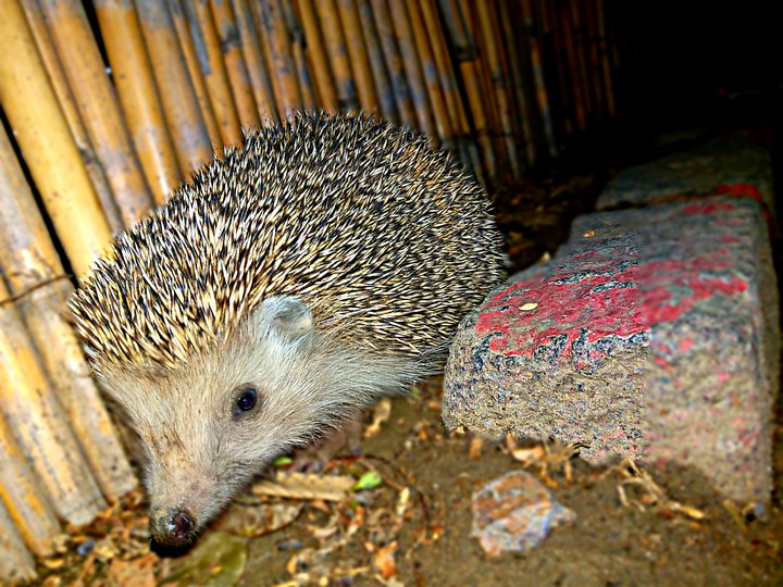 hedgehog