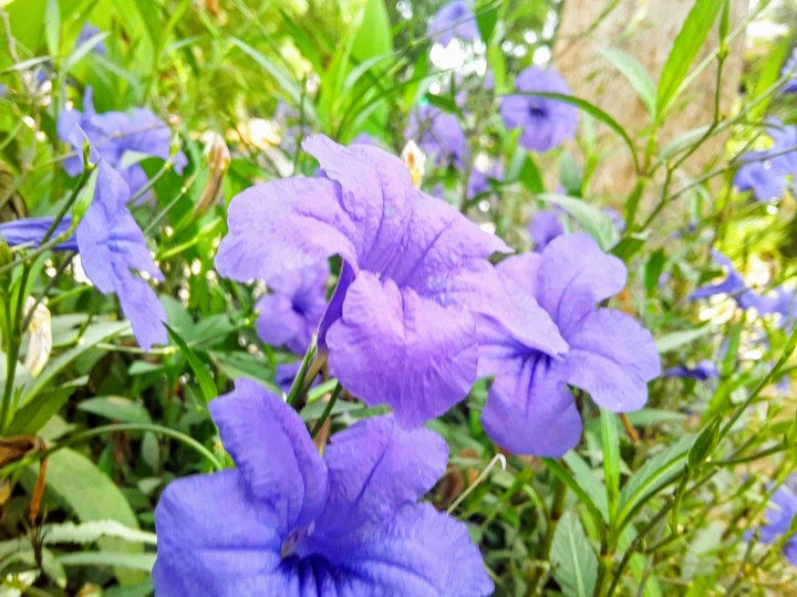 purple flowers