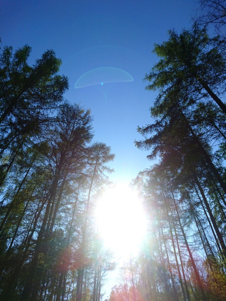 behind the trees