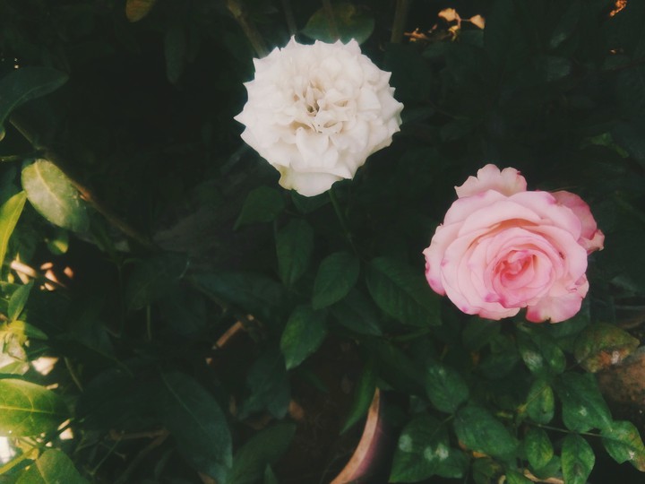 rose