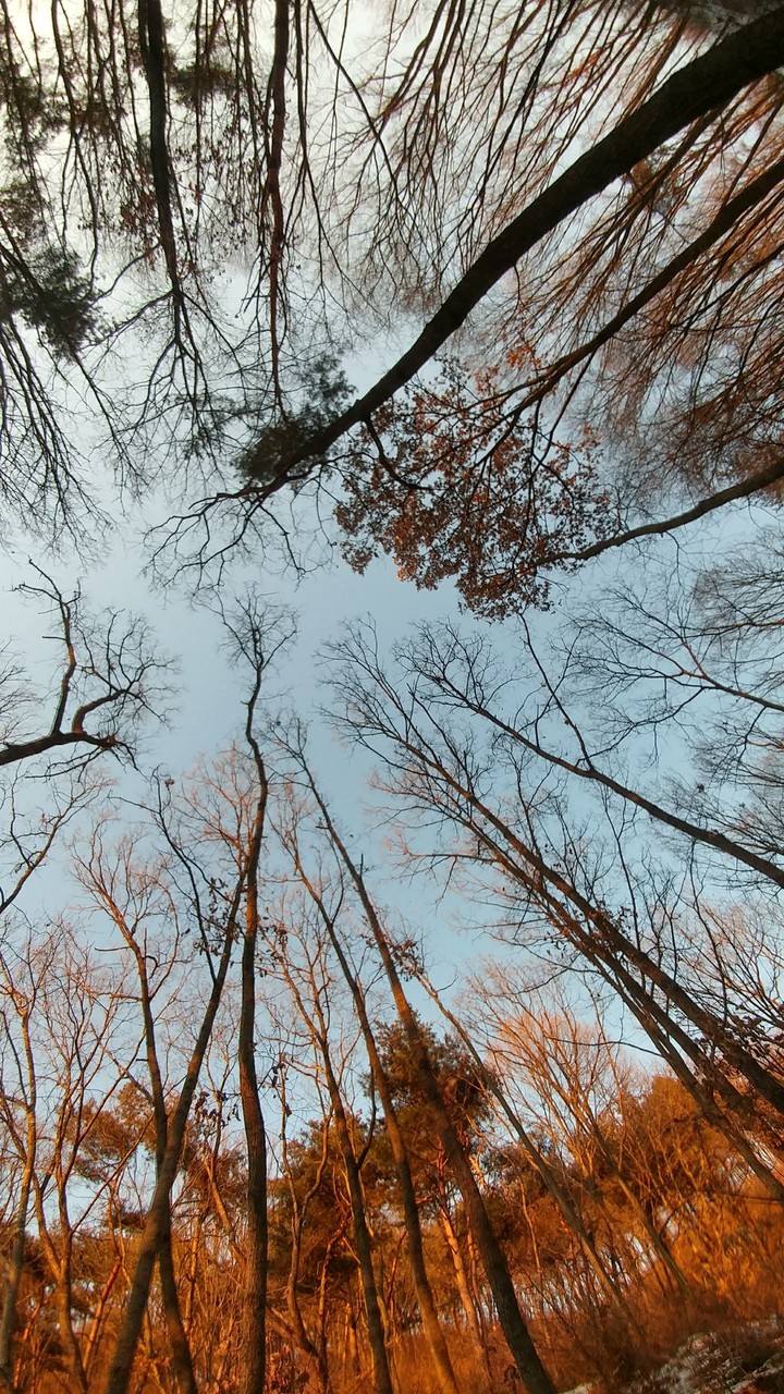 산...나무