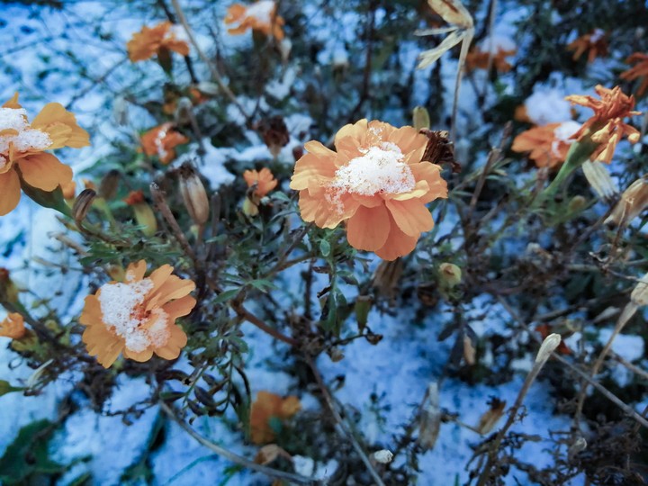 October Snowflowers