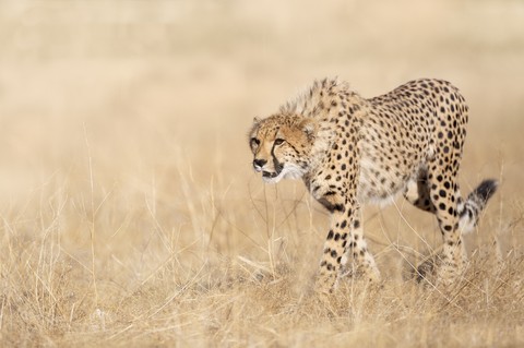 hình nền mammal, leopard