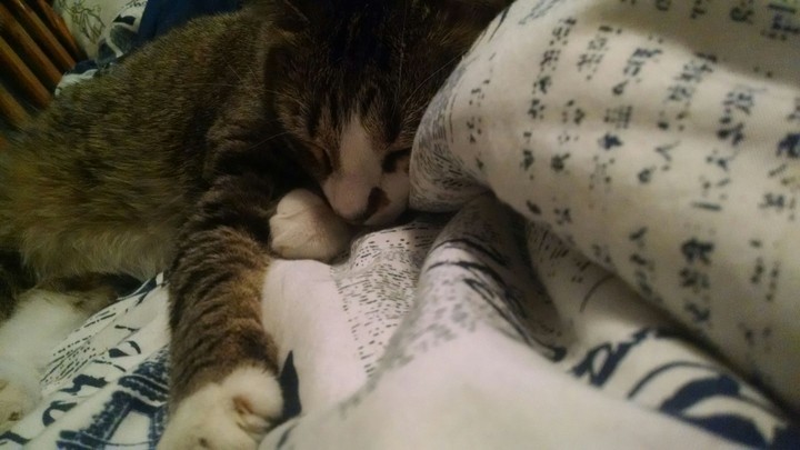Sleeping Cat