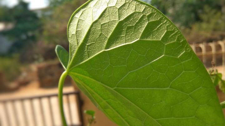 leafy