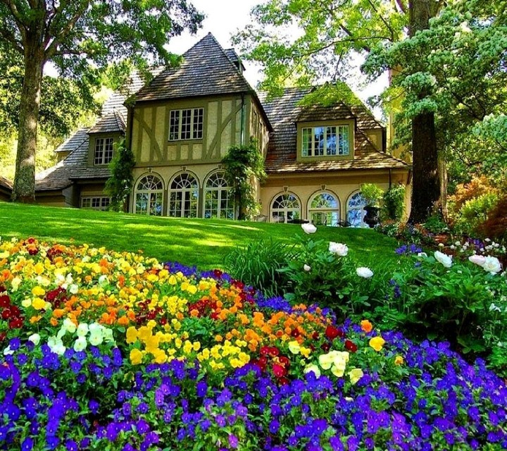 Colourful Flowers