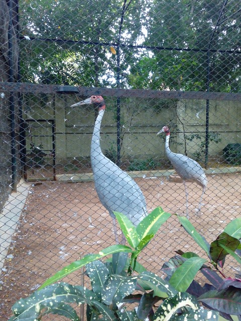 Grey crane