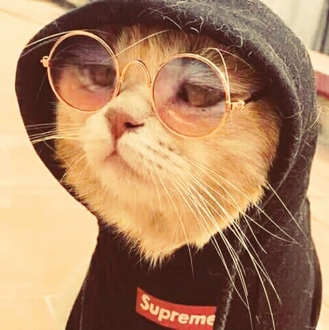 cool cat