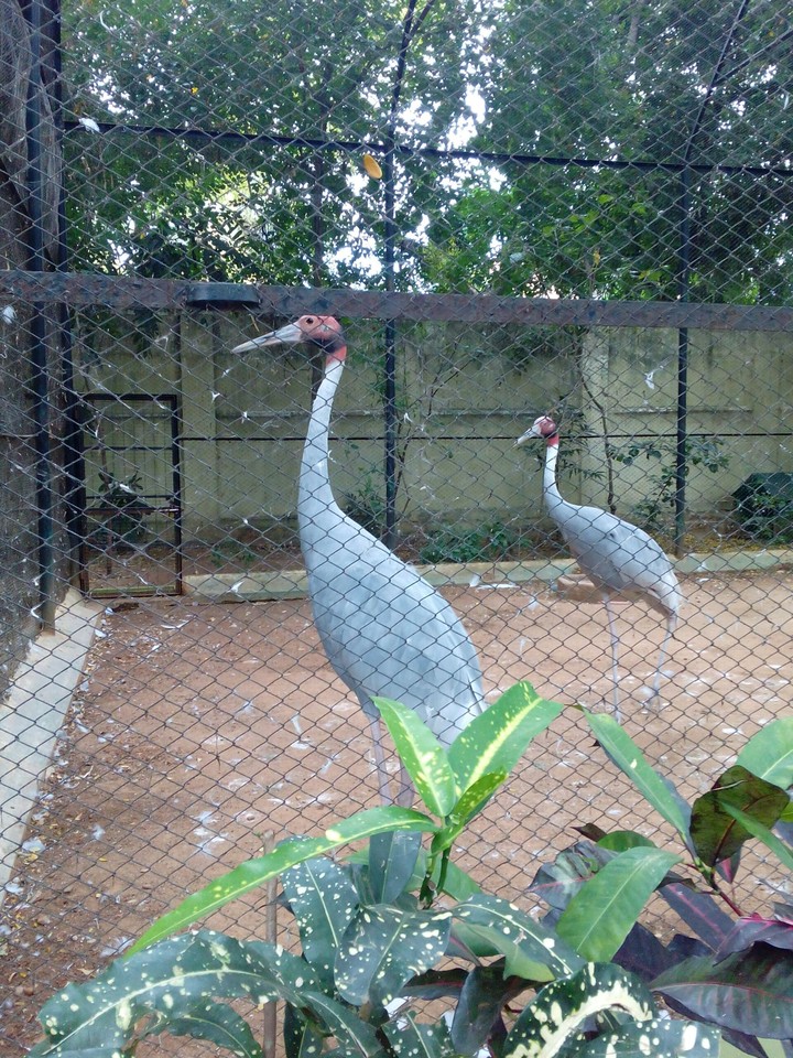 Grey crane