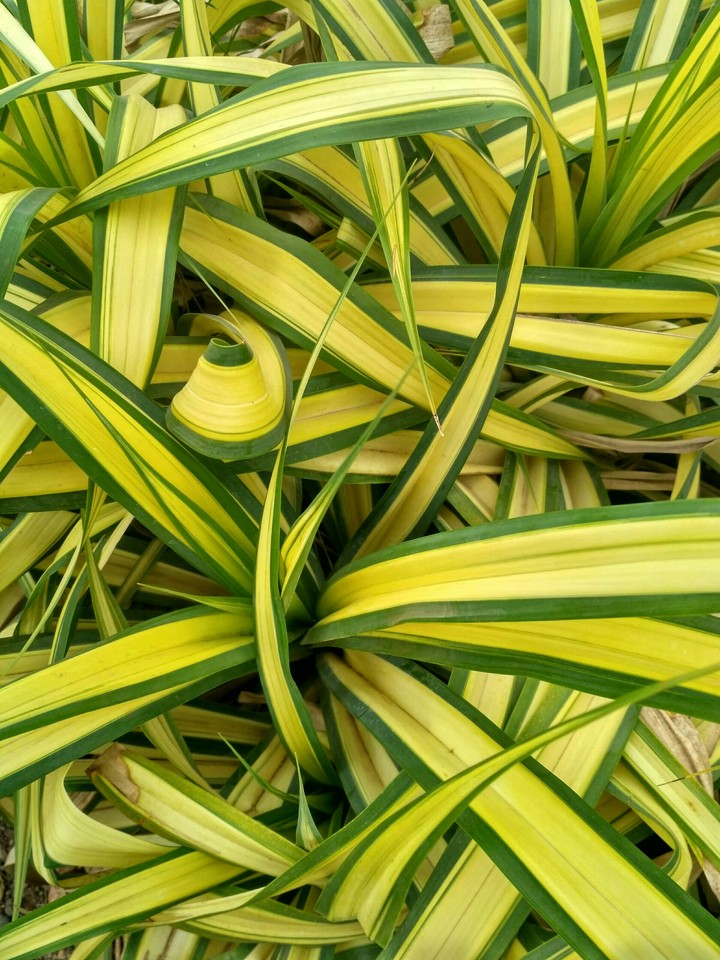 Green & yellow blades