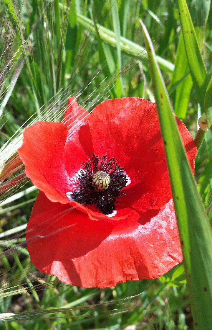 fleur