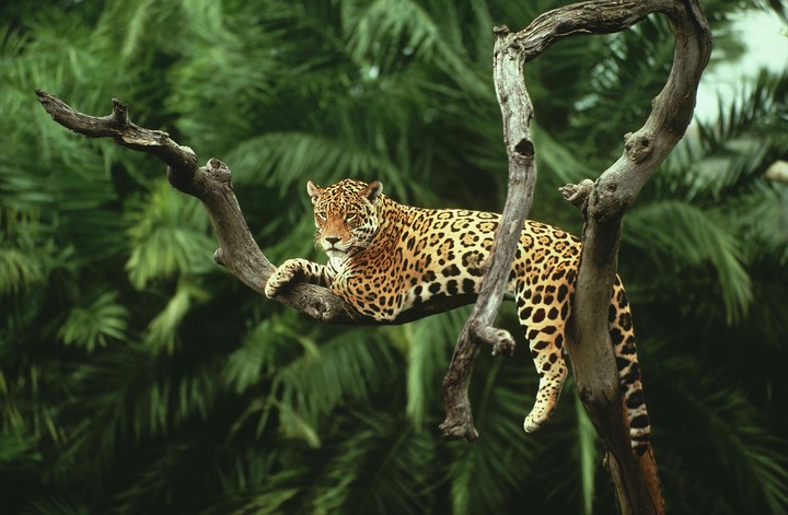 Jaguar