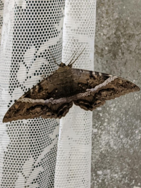 insect, wood壁紙