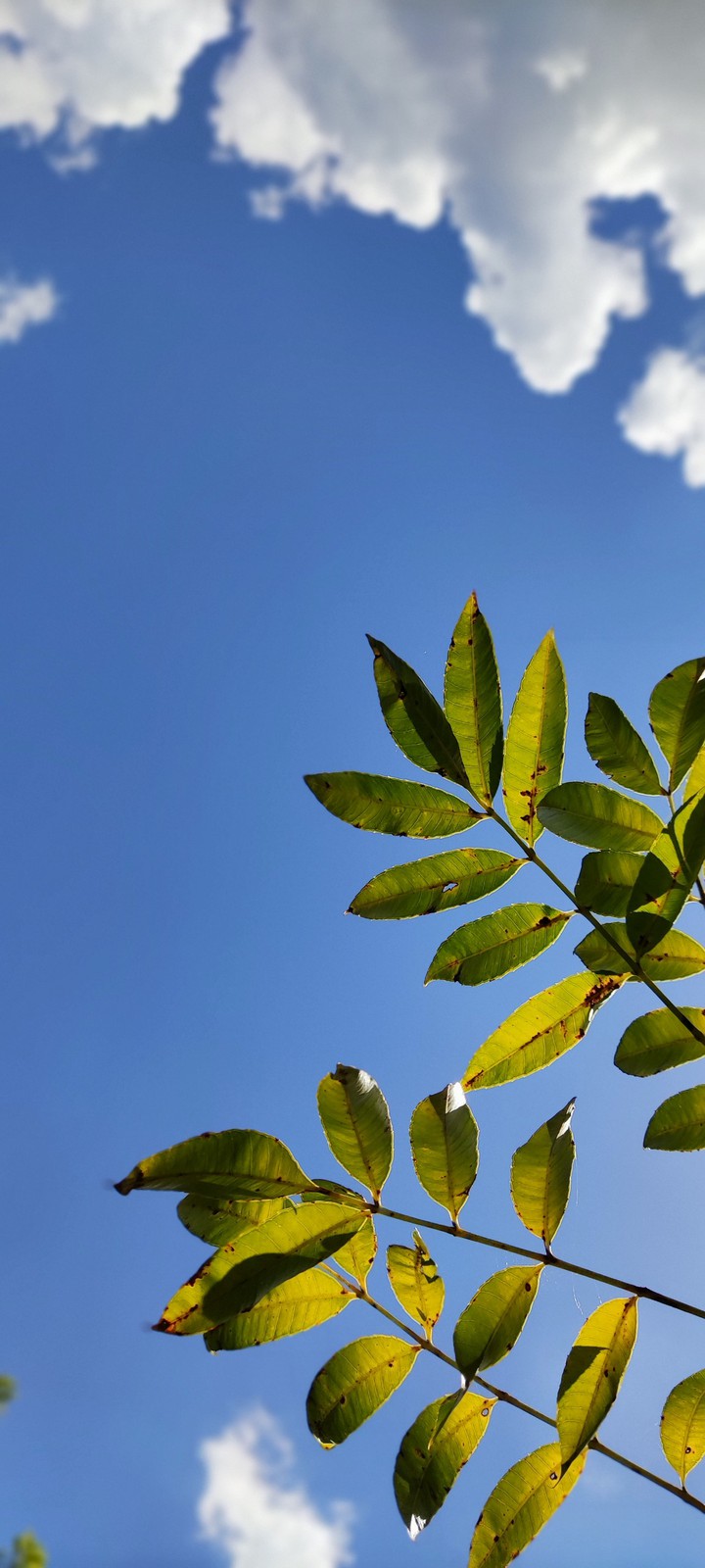 Céu