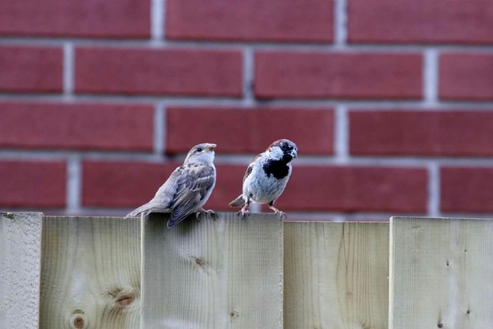 Birds on a fence