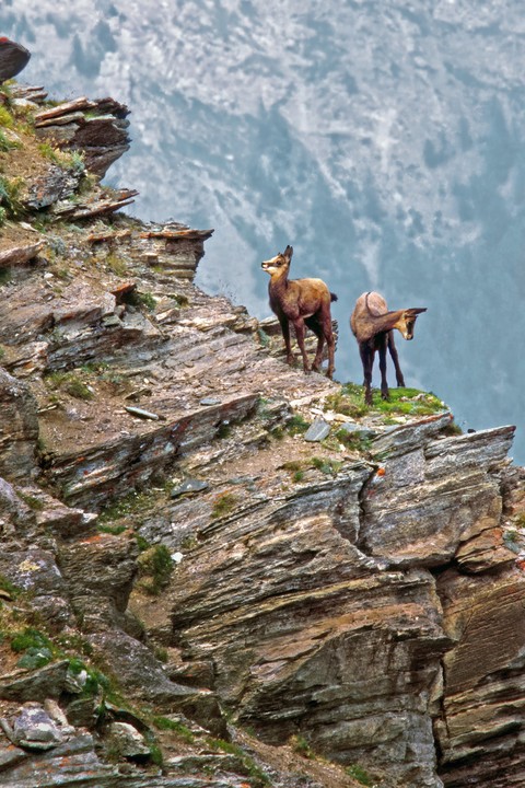 goat, caprinae duvar kağıtları
