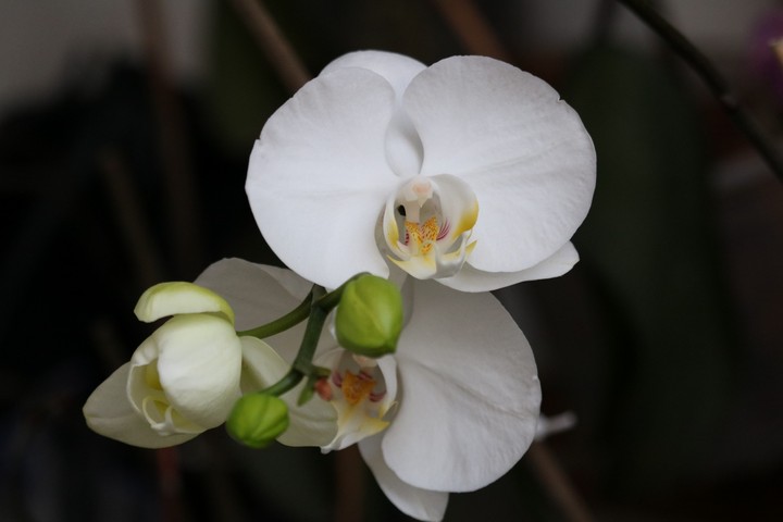orquídea
