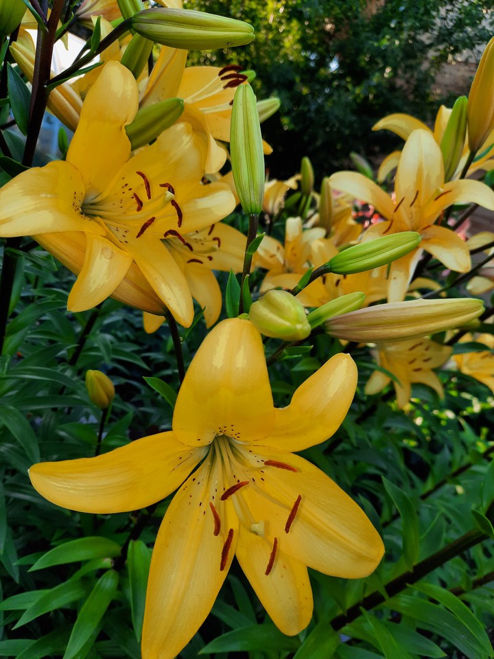 Lily