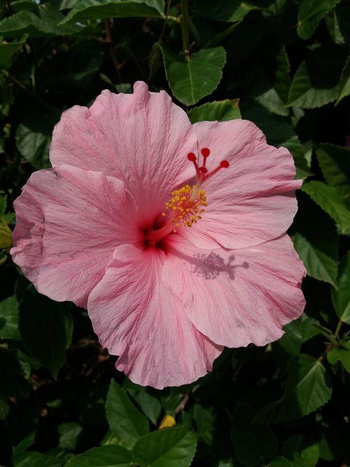 Pink Flower