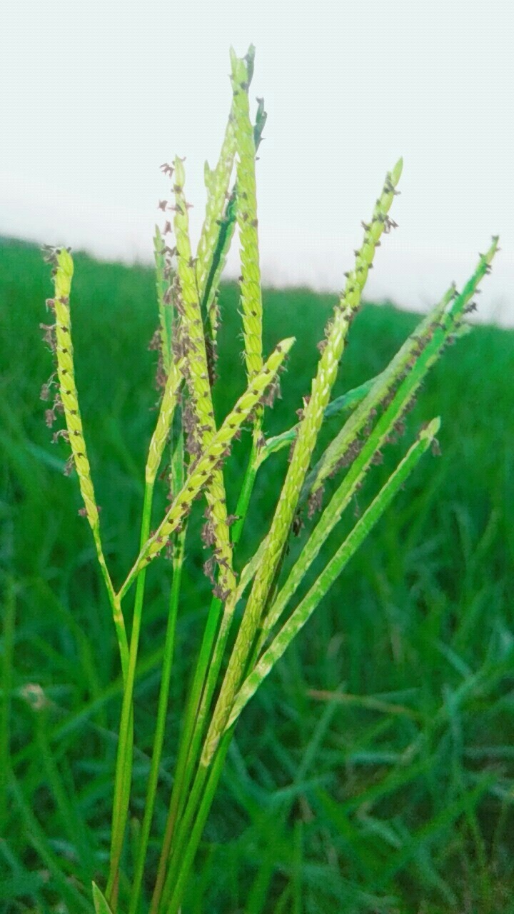 nature rk