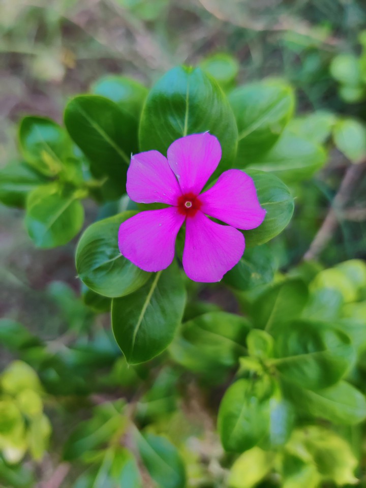spring