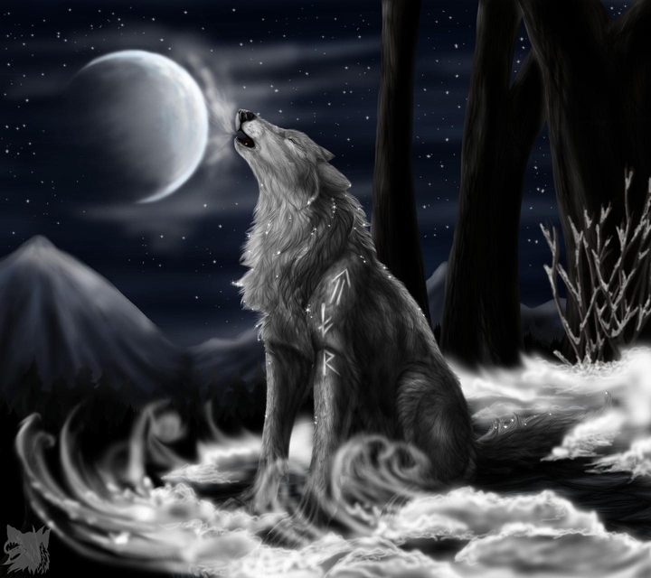 The wolf in night