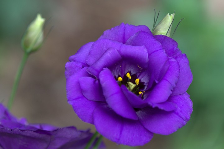 ⚘⚘⚘