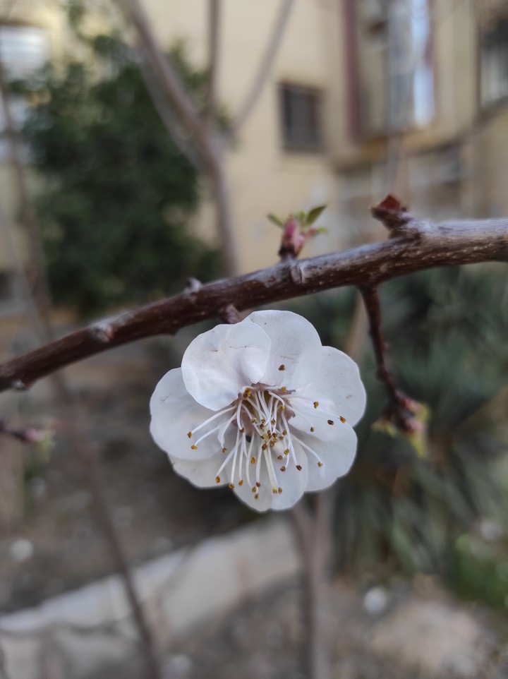 blossom