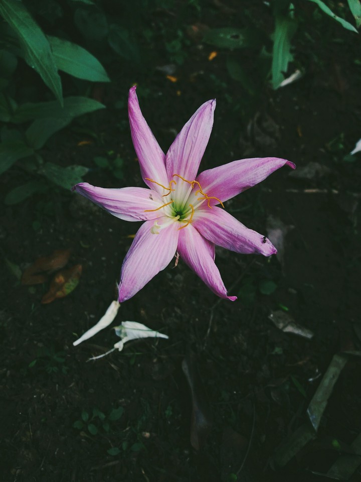 pink