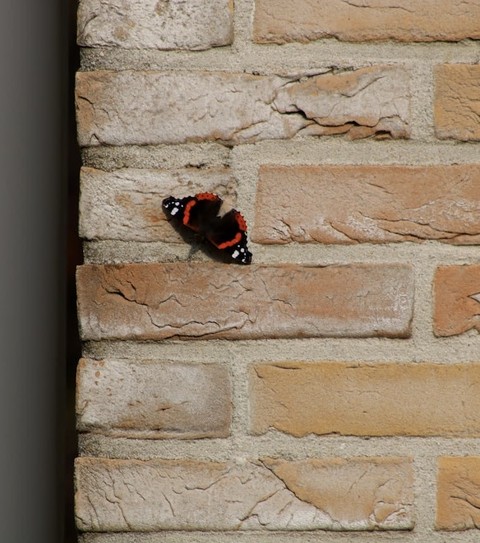 brick, arthropod wallpapers