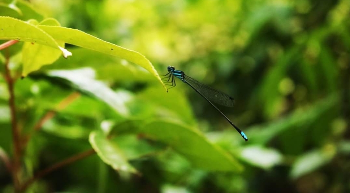 Dragon fly