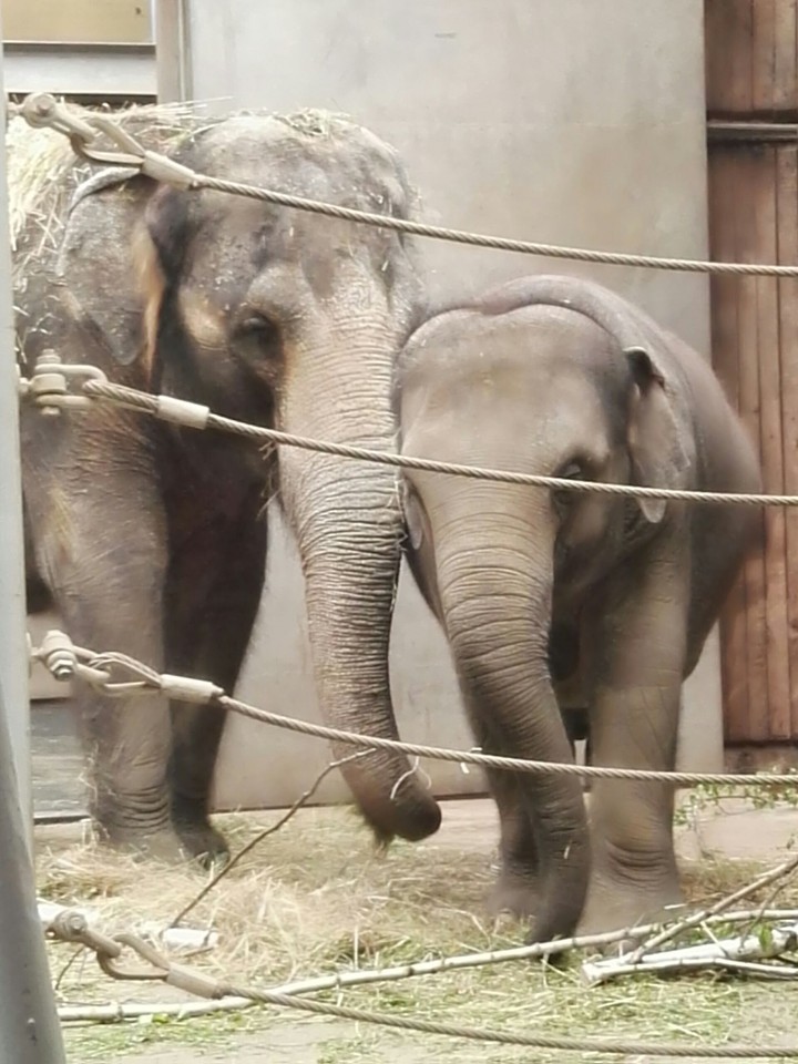 elephant