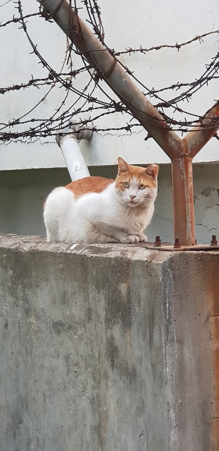 seoul cat sitting