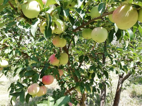 apples