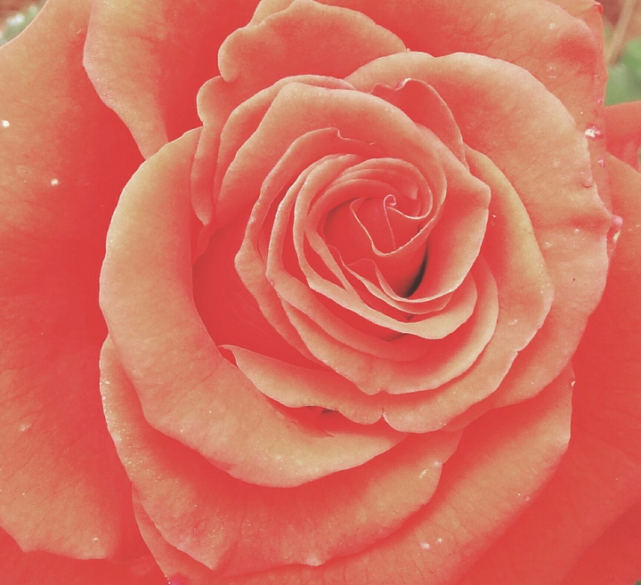 petals