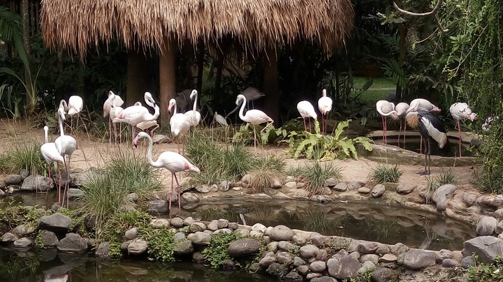 flamingi