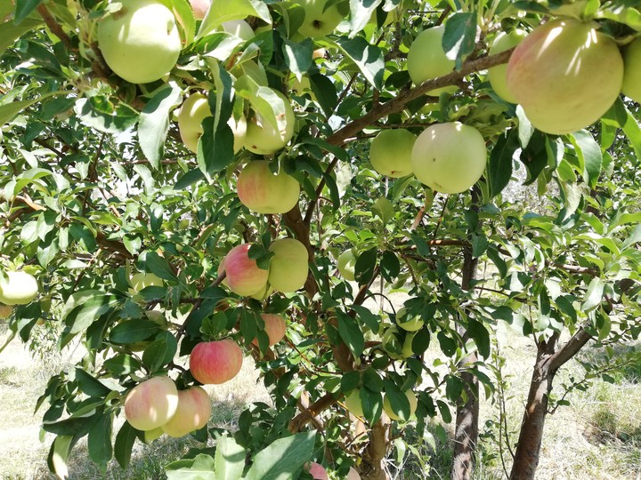 apples