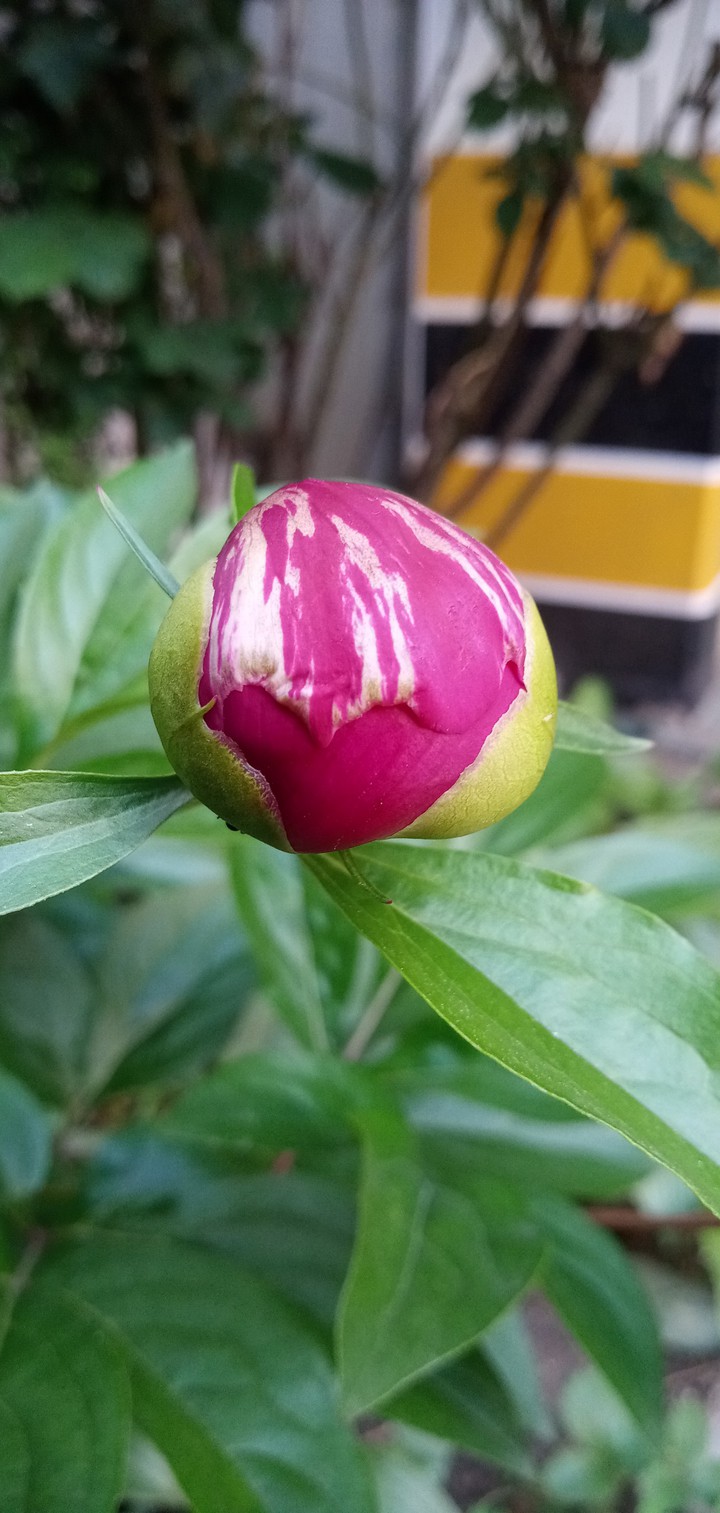 모란 꽃봉오리 만저보니 단단 하네요...