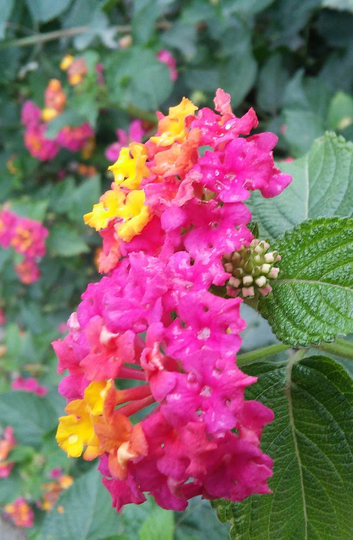 flower