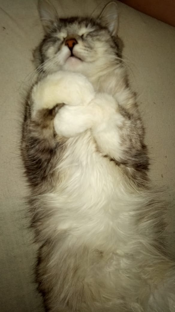 котя