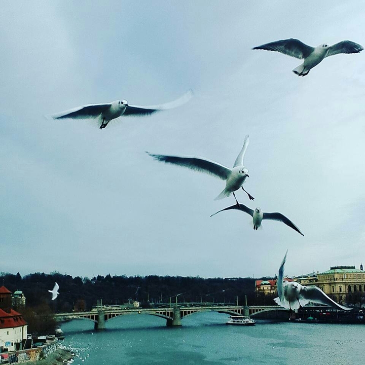 Bird angels