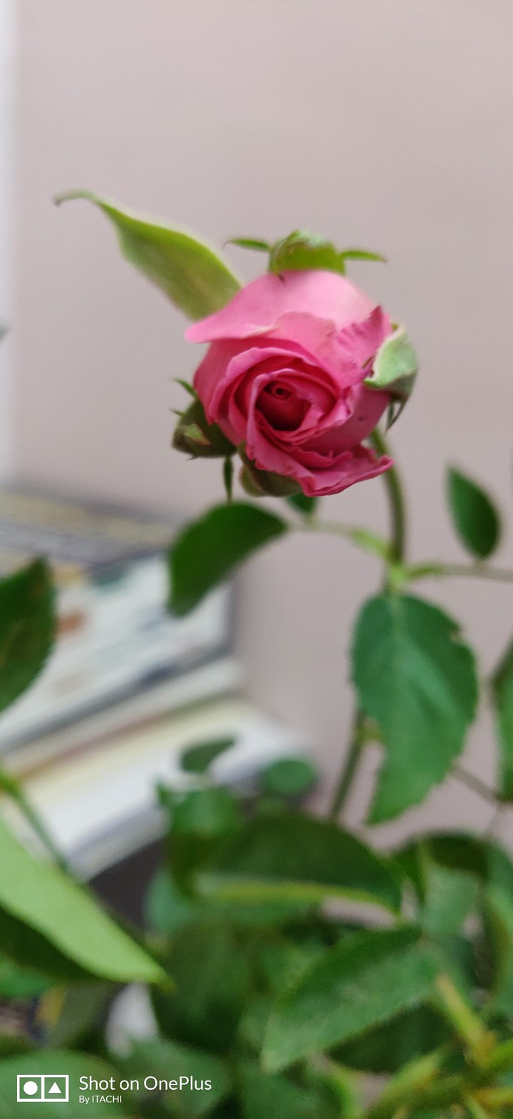 rose bud
