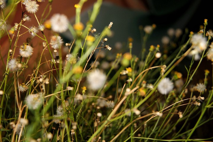 flowers