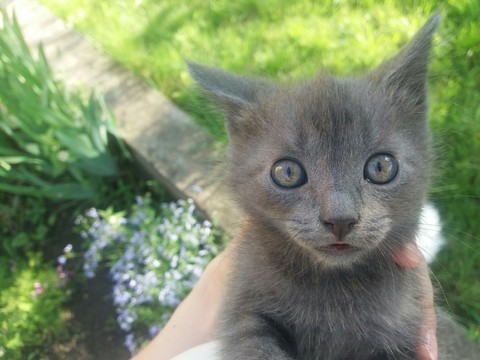 hello kitty ?