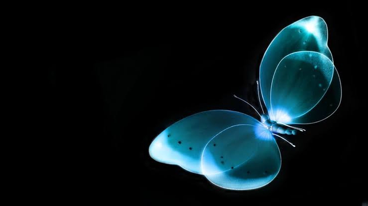 butterfly