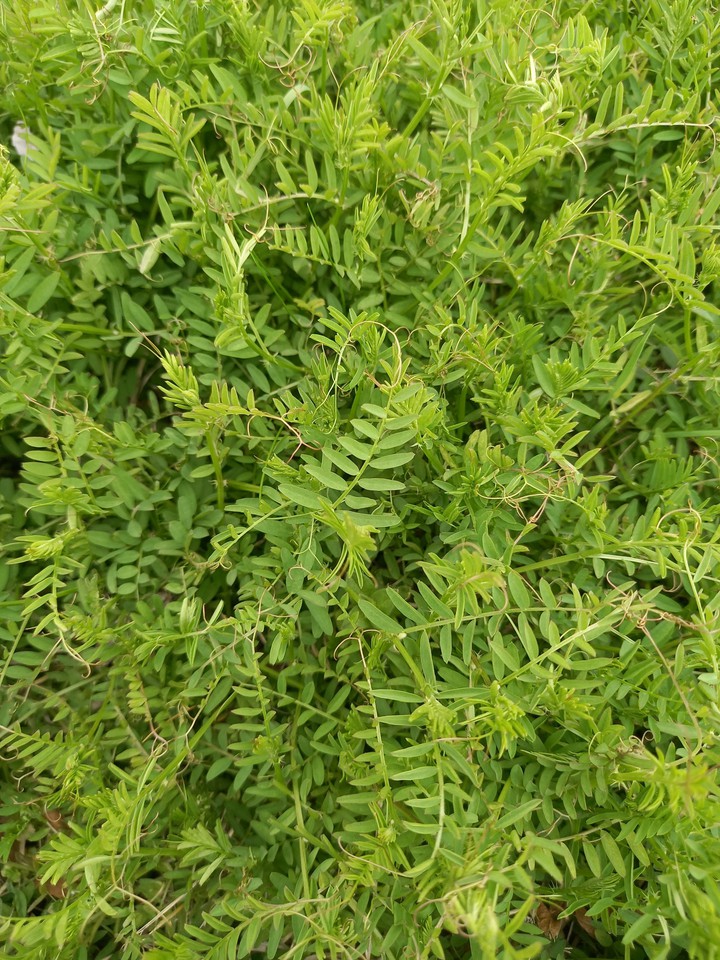 양산 황산공원