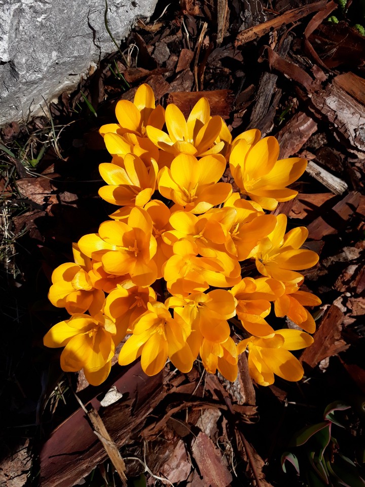 yellow crucus  flowers