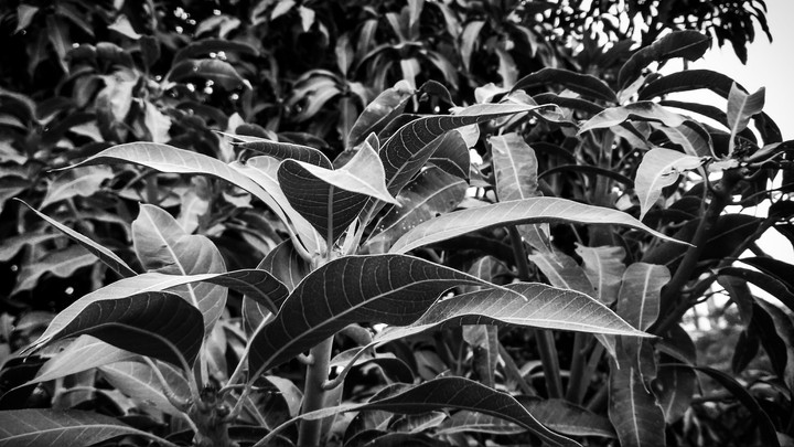 Black and white leaves.