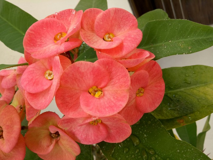 flowers...