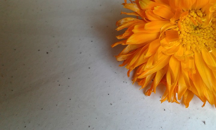flower ✿